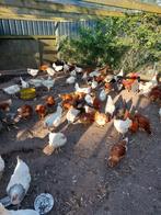 Poules pondeuses et poulets d'ornement, vaccinés et courant