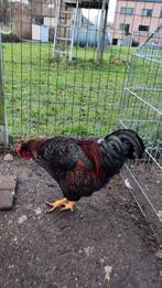 Mooie handtamme ras zuivere Barnevelder haan, Dieren en Toebehoren, Pluimvee