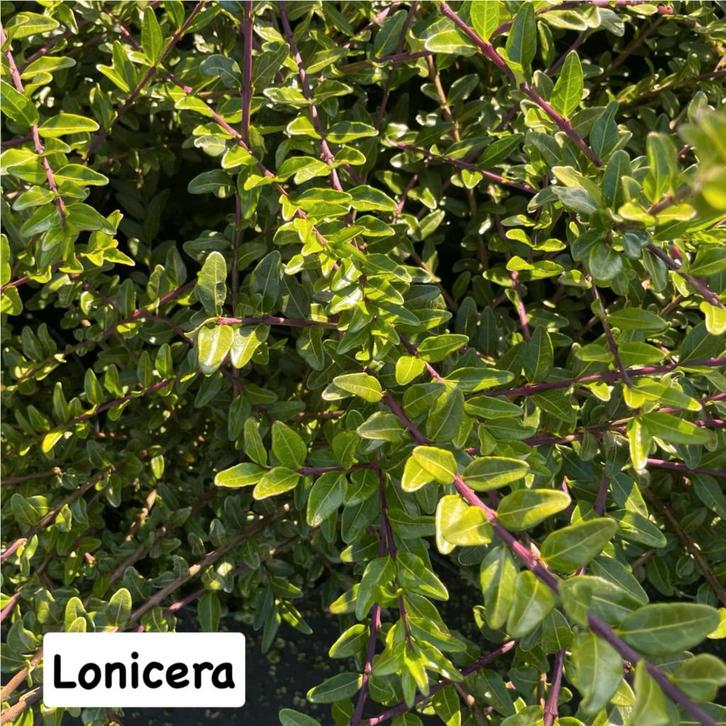 ‼️bodembedekkers en alle vaste planten aan promoprijzen‼️, Tuin en Terras, Planten | Bomen, Ophalen