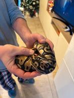 Koningspython vrouw pastel, Dieren en Toebehoren, Reptielen en Amfibieën, Slang, Met terrarium, 0 tot 2 jaar