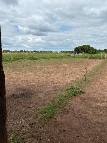 3 plekjes vrij op weide te stabroek, Pâturage, 2 ou 3 chevaux ou poneys