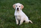 Blonde Labrador pups te koop, Dieren en Toebehoren, Honden | Retrievers, Spaniëls en Waterhonden, België, CDV (hondenziekte), 8 tot 15 weken