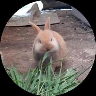 Dwerg konijntje, Dieren en Toebehoren, Konijnen, Dwerg