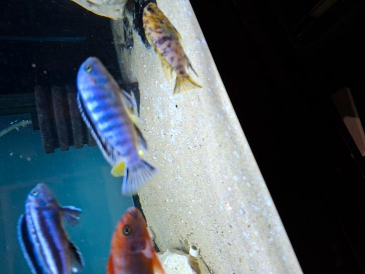 Cichlides malawi chindongo saulosi, Animaux & Accessoires, Poissons | Poissons d'aquarium