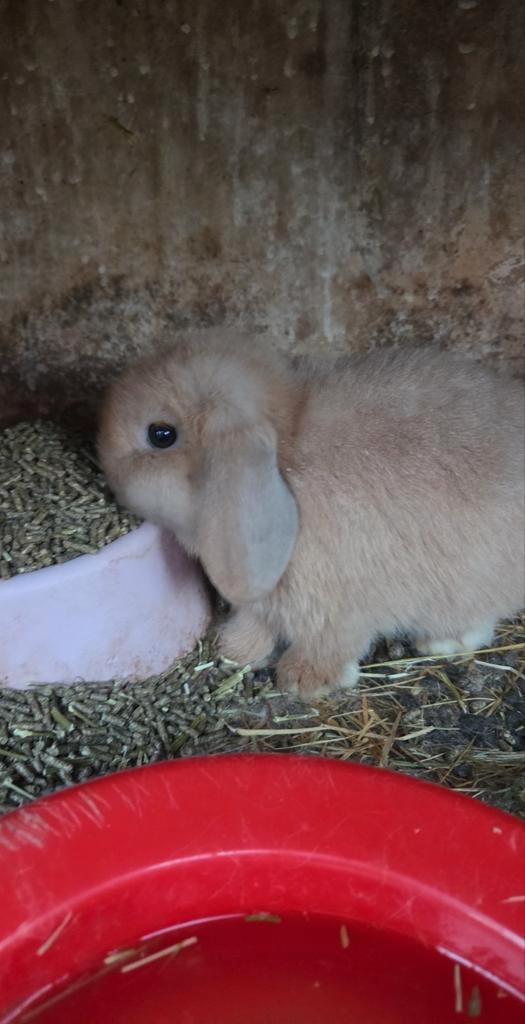 Minilop ram, Dieren en Toebehoren, Konijnen