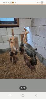 Jonge grijze kroonkraanvogel s, Dieren en Toebehoren