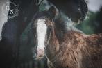 Prachtige, lieve tinker/irish cob veulens, Dieren en Toebehoren, Paarden, Gechipt, Minder dan 160 cm, Niet van toepassing, 0 tot 2 jaar