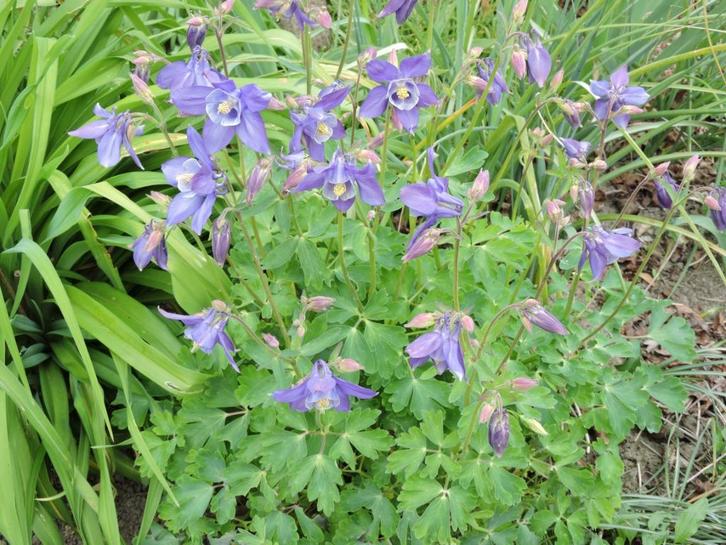 vaste planten, Tuin en Terras, Planten | Tuinplanten, Vaste plant, Ophalen of Verzenden