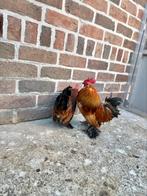 Brahma Haan 2Stuks, Dieren en Toebehoren, Pluimvee, Mannelijk, Kip
