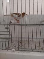 kanaries, Dieren en Toebehoren, Meerdere dieren, Zangkanarie