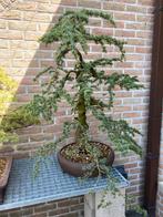 Ceder bonsai, Tuin en Terras, Planten | Bomen, Ophalen