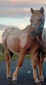 1e premie hengst veulen, Dieren en Toebehoren, Gechipt, 0 tot 2 jaar, Hengst, A pony (tot 1.17m)