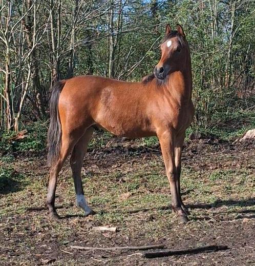 Arabisch jaarling hengstje, Dieren en Toebehoren, Pony's