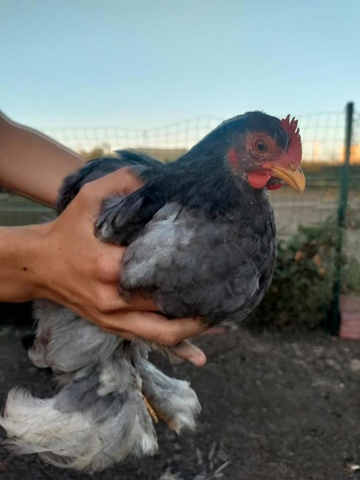 Haantje, Dieren en Toebehoren, Pluimvee, Kip, Mannelijk