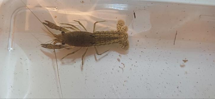 Zoetwater kreeftjes, Dieren en Toebehoren, Vissen | Aquariumvissen