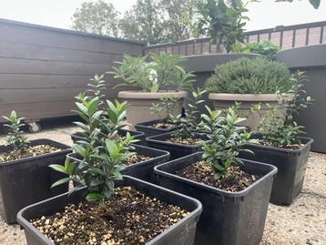 Mirte Plantjes / Mirto Bessen beschikbaar voor biedingen