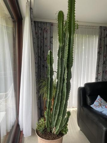 SUPERBES PLANTE(S)  -  EUPHORBIA TRIGONA  beschikbaar voor biedingen