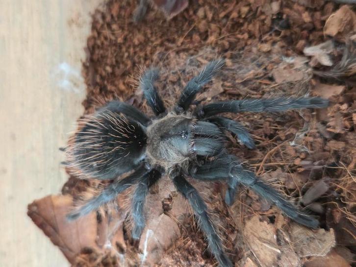 Vogelspinnen te koop => BEURS ANTWERPEN, Dieren en Toebehoren, Insecten en Spinnen, Spin of Schorpioen