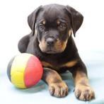 Machtige Rottweiler pups te koop (Belgisch), Dieren en Toebehoren, Honden | Bulldogs, Pinschers en Molossers, België, Handelaar