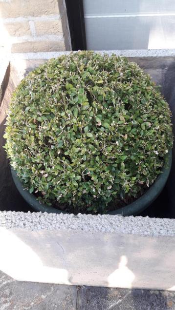 buxus disponible aux enchères