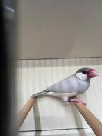 Rijstvogel, Dieren en Toebehoren, Vogels | Overige Vogels
