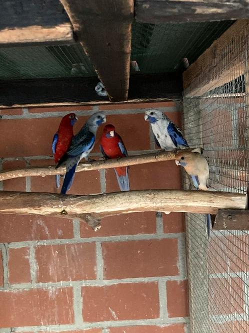 Pennanten en rosella's, Dieren en Toebehoren, Vogels | Parkieten en Papegaaien, Geringd