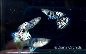 Guppy Tiger King Cobra babies * Oudenburg beschikbaar voor biedingen