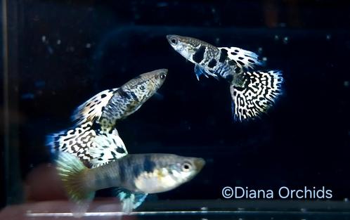 Guppy Tiger King Cobra babies * Oudenburg, Dieren en Toebehoren, Vissen | Aquariumvissen, Vis