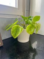 Pannenkoekenplant, Huis en Inrichting, Kamerplanten, Ophalen, In pot, Minder dan 100 cm