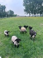 Schapen met lammetjes, Dieren en Toebehoren, Schaap
