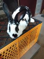 Drachtige voedsters VLEESKONIJNEN, Femelle, Grand