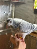 Koppel jonge duiven mooie kleur, Dieren en Toebehoren, Vogels | Duiven, Geslacht onbekend, Postduif