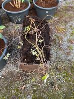 Kamperfoelie geen witte, Ophalen