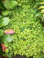 Astilbe chin 'Pumilla', Ophalen, Bodembedekkers, Vaste plant, Halfschaduw