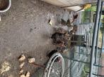 Eenden, Meerdere dieren, Eend