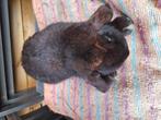 Zuiveras minillop rammeke zeven maanden 10 euro, Animaux & Accessoires, Lapins