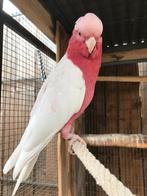 rose kaketoes lutino, Animaux & Accessoires, Plusieurs animaux, Perroquet, Bagué