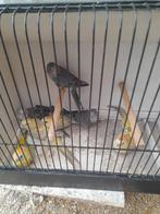 Roodrugparkieten 15 stuks, Dieren en Toebehoren, Meerdere dieren