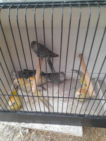 Roodrugparkieten 16 stuks  beschikbaar voor biedingen