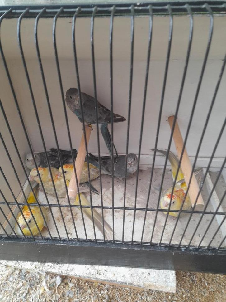 Roodrugparkieten 15 stuks, Dieren en Toebehoren, Vogels | Kanaries, Meerdere dieren