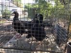 Jonge postduiven, Dieren en Toebehoren, Vogels | Duiven