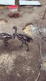 3 jonge emoe’s, Dieren en Toebehoren, Pluimvee, Overige soorten, Meerdere dieren