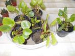 pannekoekenplantjes & Aloë Vera plantjes, Ophalen