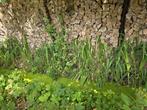 Droog hout, Tuin en Terras, Minder dan 3 m³, Ophalen of Verzenden, Eikenhout, Blokken