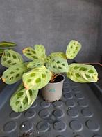 Maranta variegata nr 16, Ophalen