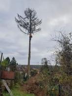 Entretien de jardin elagage et abattage tout types d'arbres