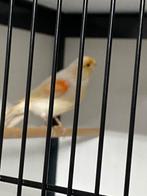 Rood mozaïek kanarie man, Dieren en Toebehoren