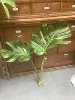 Monstera Thai Constellation kopstek, Ophalen