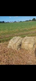Foin 2025, Dieren en Toebehoren, Ophalen