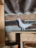 2 wite kopel en 1 jonge wite duiven voor 15€, Dieren en Toebehoren, Vogels | Duiven